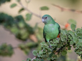 grey-headed lovebird <br> Agapornis canus