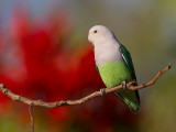 grey-headed lovebird <br> Agapornis canus