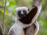 Coquerels sifaka <br> Propithecus coquereli