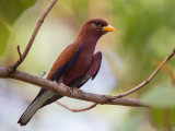 broad-billed roller <br> Eurystomus glaucurus