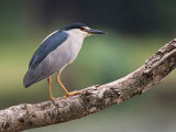 black-crowned night-heron <br> Nycticorax nycticorax