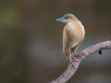 squacco heron <br> Ardeola ralloides  