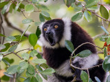 black-and-white ruffed lemur <br> Varecia variegata