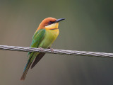 chestnut-headed bee-eater <br> Merops leschenaulti
