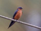 sri lanka swallow <br> Cecropis hyperythra