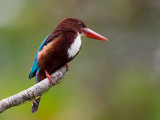 white-throated kingfisher <br> Halcyon smyrnensis