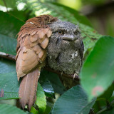 sri lanka frogmouth <br> Batrachostomus moniliger