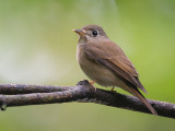 brown-breasted flycatcher <br> Muscipapa muttui