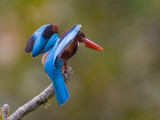 white-throated kingfisher <br> Halcyon smyrnensis