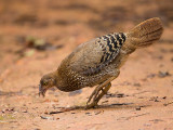 sri lanka junglefowl (f.) <br> Gallus lafayetii