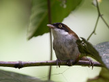 dark-fronted babbler <br> Rhopocichla atriceps