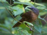 ashy-headed laughingthrush <br> Garrulax cinereifrons