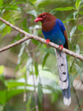 sri lanka blue magpie <br> Urocissa ornata