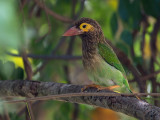 brown-headed barbet <br> Megalaima zeylanica