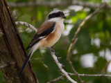 bay-backed shrike <br> Lanius vittatus