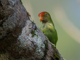 sri lanka hanging-parrot <br> Loriculus beryllinus