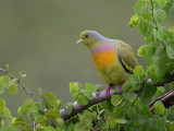 orange-breasted green-pigeon <br> Treron bicinctus