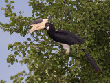 malabar pied hornbill <br> Anthracoceros coronatus