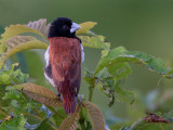 tricolored munia <br> Lonchura malacca