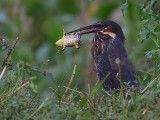 black bittern <br> Dupetor flavicollis