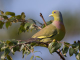 orange-breasted green-pigeon <br> Treron bicinctus
