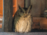 indian scops owl <br> Otus bakkamoena