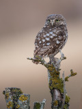 little owl <br> Athena noctua