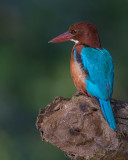 white-throated kingfisher (Halcyon smyrnensis)