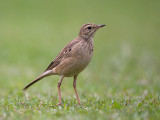 paddyfield pipit (Anthus rufulus)