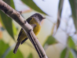grey-headed canary-flycatcher (Culicicapa ceylonensis)