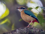 indian pitta<i> (Pitta brachyura)</i>