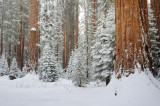 Sequoia Postcard