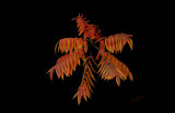 Leaves-of-Autumn-17x11.jpg