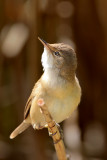 European Reed Warbler (Acrocephalus scirpaceus)