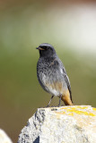 Black Redstart (Phoenicurus ochrurus gibraltensis)