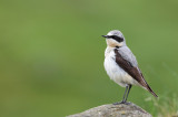 Northern Wheatear (Oenanthe oenanthe)