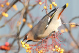 Bohemian Waxwing (Bombycilla garrulous)