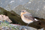 Northern Wheatear (Oenanthe oenanthe)