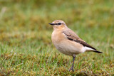 Greenland (Northern) Wheatear (Oenanthe oenanthe leucorhoa)