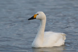 Bewicks Swan ( Cygnus columbianus)