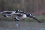 Canada Goose (Branta canadensis)