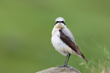 Northern Wheatear (Oenanthe oenanthe)