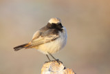 Red-rumped Wheatear (Oenanthe moesta)