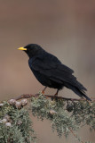 Alpine Chough (Pyrrhocorax graculus)
