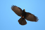 Alpine Chough (Pyrrhocorax graculus)