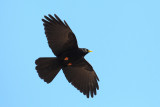 Alpine Chough (Pyrrhocorax graculus)