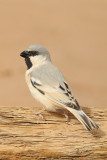 Desert Sparrow (Passer simplex)
