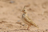 Maghreb Lark (Galerida macrorhyncha)