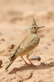 Maghreb Lark (Galerida macrorhyncha)