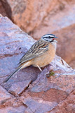 Rock Bunting (Emberiza cia)